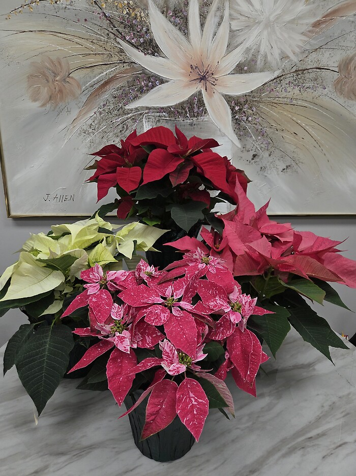 Christmas Poinsettia